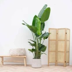 Strelitzia Nicolai Xxl - H210cm - Très Grande Plante D'intérieur -Einhell Boutique 023dac57f82734bb