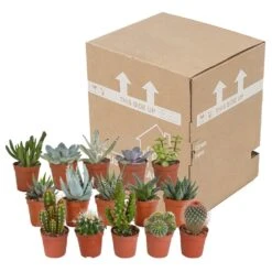 Cactus Et Succulentes, Box De 15 Plantes - H8cm, ø5,5cm - Plantes D'intérieur -Einhell Boutique 02478b3ba3355e15