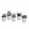 Gasteria, Haworthia Et Leurs Caches-pots Blancs, Box De 5 Plantes - H8cm, ø6cm - Plantes D'intérieur -Einhell Boutique 025a688e9f5ad808