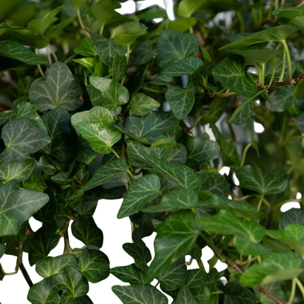 Hedera Lierra Tombant - H70cm, ø24cm - Plante D'intérieur Tombante 4 Hedera Lierra Tombant - H70cm, ø24cm - Plante D'intérieur Tombante – Image 2