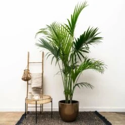 Palmier Kentia Xxxl - H230cm - Très Grande Plante D'intérieur 7 Palmier Kentia Xxxl - H230cm - Très Grande Plante D'intérieur -Einhell Boutique 04a7973c82c76aae
