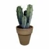 Myrtillocactus - H40cm, ø17cm - Plante D'intérieur Facile D'entretien -Einhell Boutique 04e25bc011a942e5