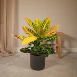 Codiaeum Petra Croton - H45cm, ø17cm - Plante D'intérieur -Einhell Boutique 05e005bbb97ee601