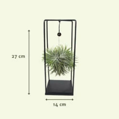 Tillandsia Et Son Support En Cube - H35cm, ø20cm - Plante D'intérieur Tombante -Einhell Boutique 07dcd3d6b0c49e5f
