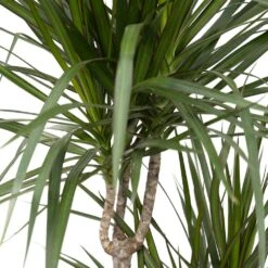 Dracaena Marginata - H115cm, ø21cm - Très Grande Plante D'intérieur -Einhell Boutique 07fbb3a2dafa42b8