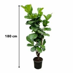 Ficus Lyrata Xxl - H180cm, ø30cm - Très Grande Plante D'intérieur -Einhell Boutique 0cf18bff8abf16f8