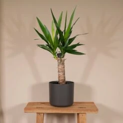 Yucca - H40cm, ø14cm - Plante D'intérieur 8 Yucca - H40cm, ø14cm - Plante D'intérieur -Einhell Boutique 0d97c789b77fd7cf