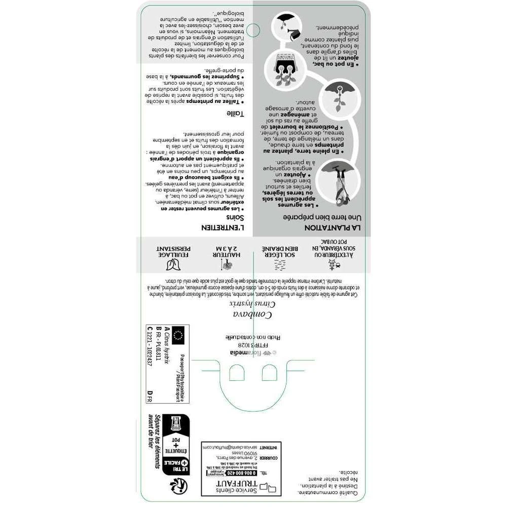 Combava AB 'Citrus Hystrix' Pot 3L 4 Combava AB 'Citrus Hystrix' Pot 3L – Image 2