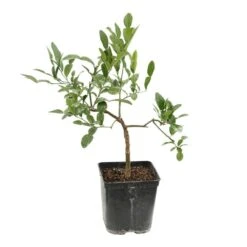 Combava AB 'Citrus Hystrix' Pot 3L 9 Combava AB 'Citrus Hystrix' Pot 3L -Einhell Boutique 1022437 004