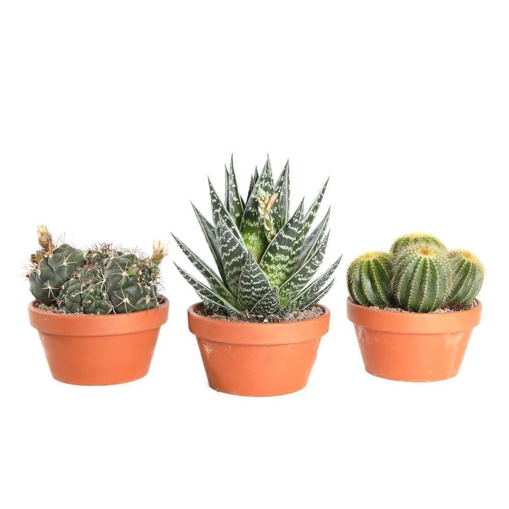 Cactus Et Succulente Mix : Pot D.17cm - H.20cm 4 Cactus Et Succulente Mix : Pot D.17cm - H.20cm – Image 2