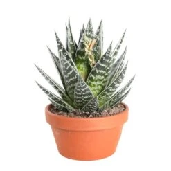 Cactus Et Succulente Mix : Pot D.17cm - H.20cm 7 Cactus Et Succulente Mix : Pot D.17cm - H.20cm -Einhell Boutique 1024299 006