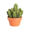 Cactus Et Succulente Mix : Pot D.17cm - H.20cm 1 Cactus Et Succulente Mix : Pot D.17cm - H.20cm -Einhell Boutique 1024299 1717063
