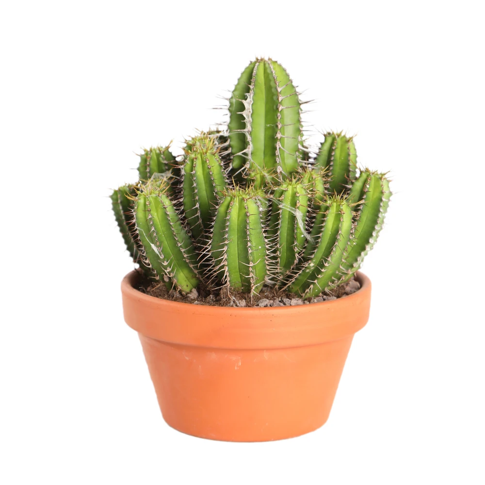 Cactus Et Succulente Mix : Pot D.17cm - H.20cm 3 Cactus Et Succulente Mix : Pot D.17cm - H.20cm