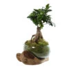 Ficus Ginseng : H35cm Socle Bois, Contenant En Verre D21 Cm -Einhell Boutique 1043386 1732033