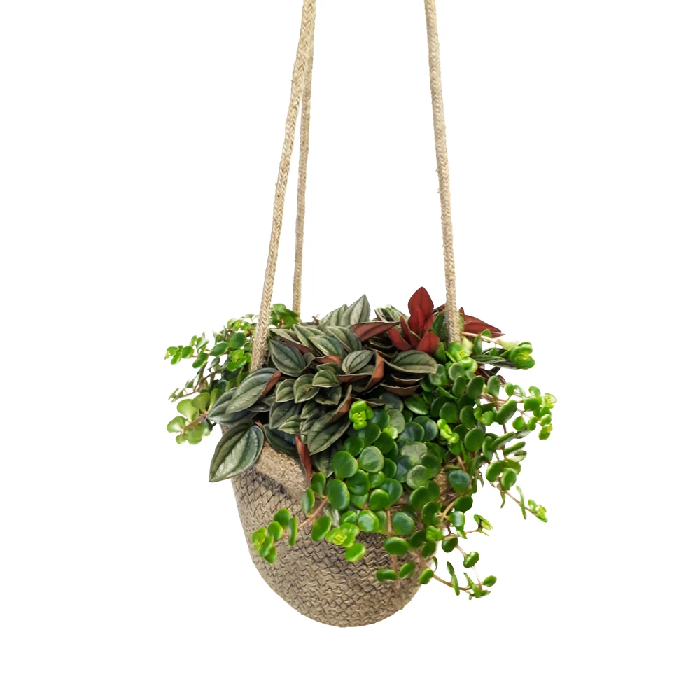 Succulentes En Sac De Jute, Pot D20cm- Variétés Variables 3 Succulentes En Sac De Jute, Pot D20cm- Variétés Variables