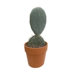 Cactus : H40cm Pot Terre Cuite D20 Cm -Einhell Boutique 1043860 002