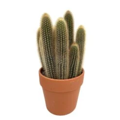 Cactus : H40cm Pot Terre Cuite D20 Cm -Einhell Boutique 1043860 004