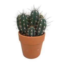 Cactus : H40cm Pot Terre Cuite D20 Cm -Einhell Boutique 1043860 005