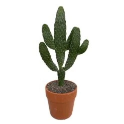 Cactus : H40cm Pot Terre Cuite D20 Cm -Einhell Boutique 1043860 006