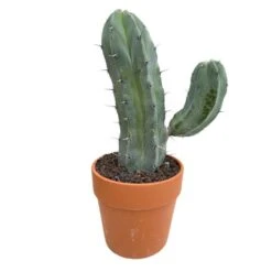 Cactus : H40cm Pot Terre Cuite D20 Cm -Einhell Boutique 1043860 007