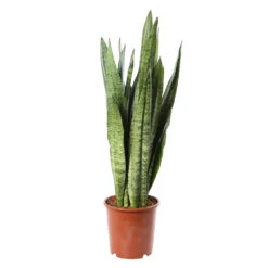 Sansevieria ' Zeylanica' H75cm : Pot D21cm