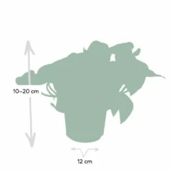 Epipremnum Happy Leaf Scindapsus - H15cm, ø12cm - Plante D'intérieur Tombante -Einhell Boutique 1046f5608f3c7eca