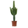 Euphorbe Erythrea H100cm : Pot Ø24 Cm -Einhell Boutique 1055575 2001851