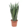 Sansevieria ' Zeylanica' H85cm : Pot D25cm -Einhell Boutique 1055637 2002031