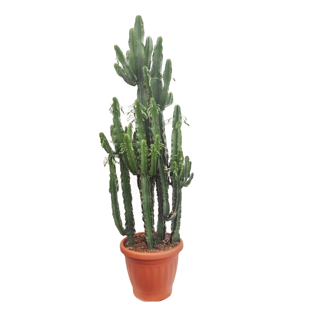 Euphorbe Erythrea 3 Pieds H220cm : Pot Ø50cm 3 Euphorbe Erythrea 3 Pieds H220cm : Pot Ø50cm