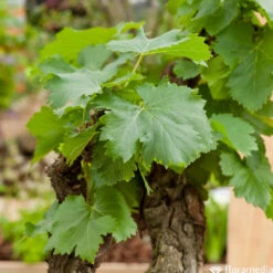 Vigne Variée : Pot 100L -Einhell Boutique 1056072 2115057 1