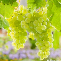 Vigne Variée : Pot 100L -Einhell Boutique 1056072 2115060 1