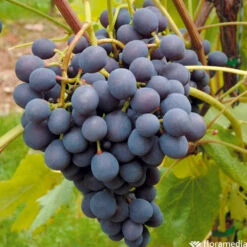 Vigne Variée : Pot 100L -Einhell Boutique 1056072 2115063 1