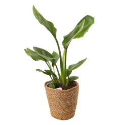 Mix Plantes Vertes, Variétés Variables : Vannerie D12cm -Einhell Boutique 1066833 2124786