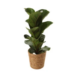 Mix Plantes Vertes, Variétés Variables : Vannerie D12cm -Einhell Boutique 1066833 2124789