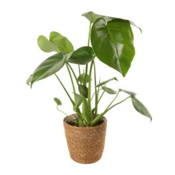 Mix Plantes Vertes, Variétés Variables : Vannerie D12cm -Einhell Boutique 1066833 2124792