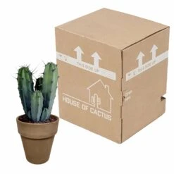 Myrtillocactus - H40cm, ø17cm - Plante D'intérieur Facile D'entretien -Einhell Boutique 119cfd77764afc00