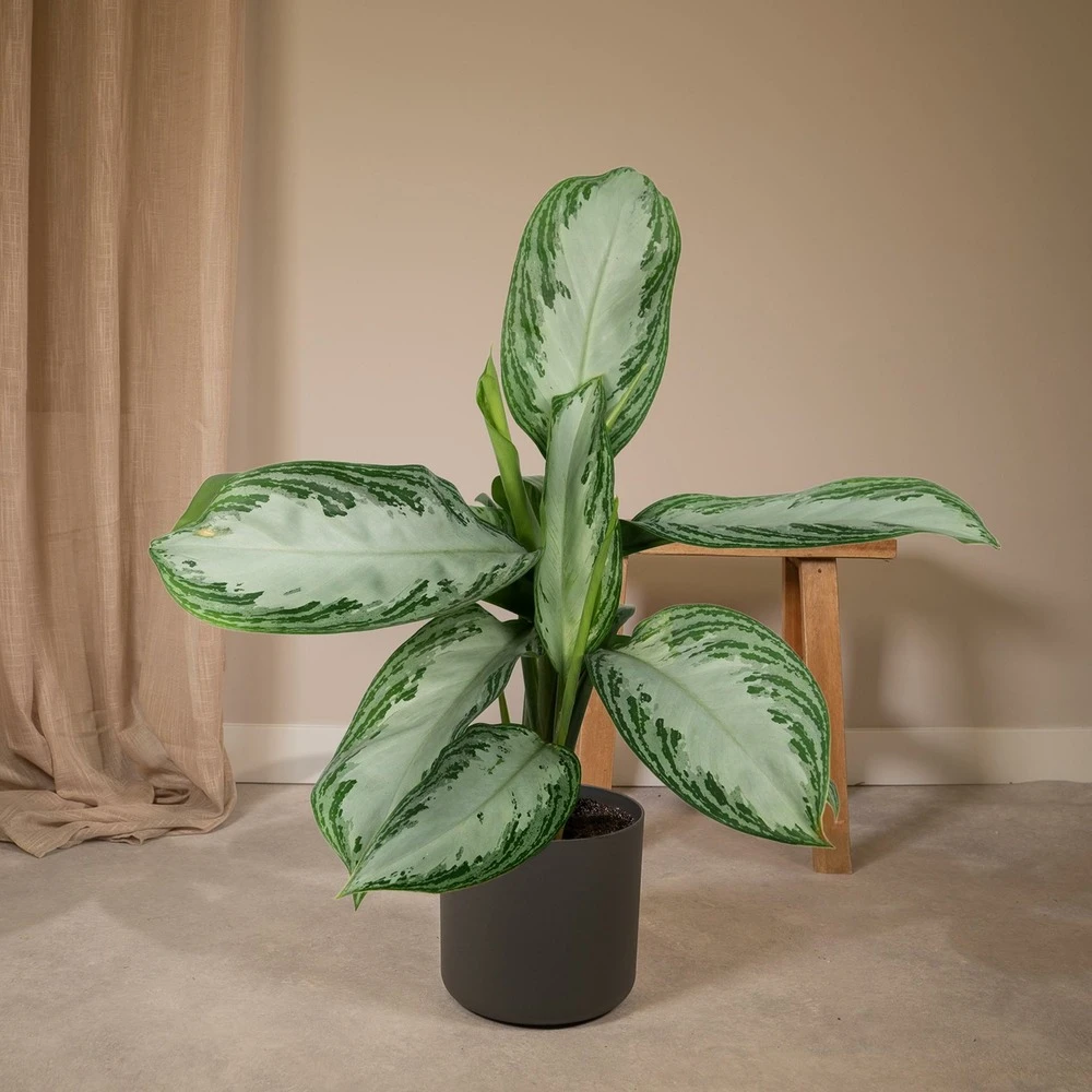 Aglaonema Silver Bay - H55cm, ø17cm - Plante D'intérieur 4 Aglaonema Silver Bay - H55cm, ø17cm - Plante D'intérieur – Image 2