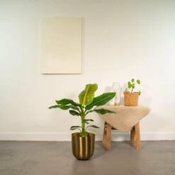 Bananier Nain Cavendish - H90cm, ø21cm - Grande Plante D'intérieur 8 Bananier Nain Cavendish - H90cm, ø21cm - Grande Plante D'intérieur -Einhell Boutique 13e9eb9c2fc856b7