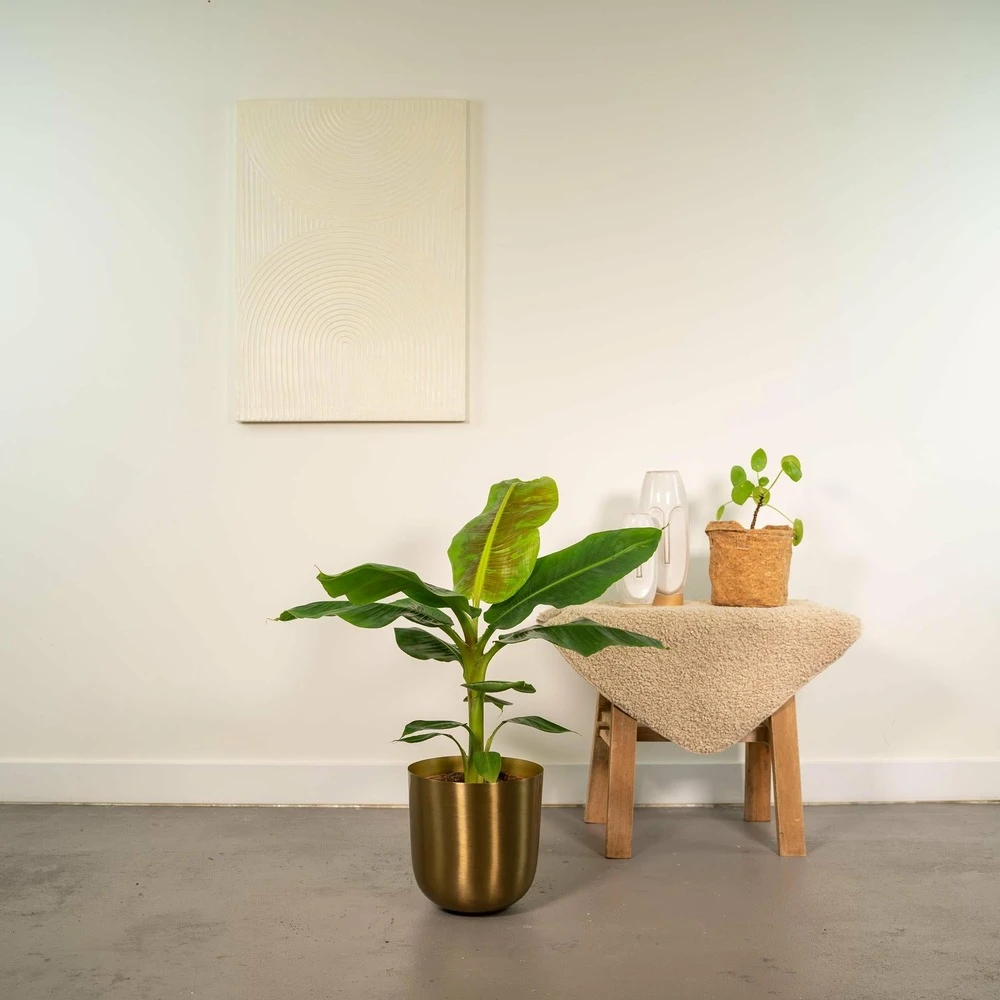 Bananier Nain Cavendish - H90cm, ø21cm - Grande Plante D'intérieur 4 Bananier Nain Cavendish - H90cm, ø21cm - Grande Plante D'intérieur – Image 2