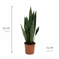 Sansevieria Zeylanica - H55cm, ø14cm - Plante D'intérieur Sans Entretien -Einhell Boutique 14b7b0a41e32bd54