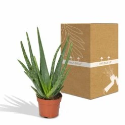 Aloe Vera - H30cm, ø12cm - Plante D'intérieur Succulente -Einhell Boutique 16c113bef3fab416