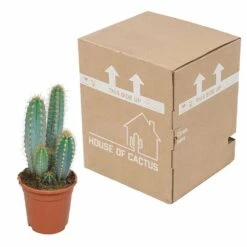 Pilosocereus Azureus - H40cm, ø17cm - Plante D'intérieur 8 Pilosocereus Azureus - H40cm, ø17cm - Plante D'intérieur -Einhell Boutique 18c76fad916e457c