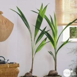 Cocotier Nucifera : Pot H.150cm -Einhell Boutique 19401 002