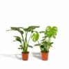 Strelitzia Nicolai, Monstera Deliciosa, Duo De Plantes - Grandes Plantes D'intérieur -Einhell Boutique 1ac4214e38f20014