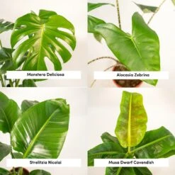 Alocasia Zebrina, Monstera Deliciosa, Bananier Musa, Strelitzia Nicolai - Grandes Plantes D'intérieur -Einhell Boutique 1d9891b5fc13f9ec
