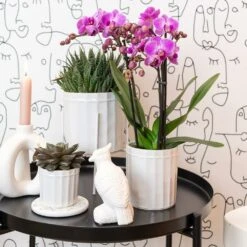 Haworthia - H11cm, ø6cm - Plante D'intérieur -Einhell Boutique 1dcd91ab4fa67002