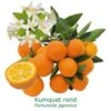Kumquat Rond Bio Tailles:pot De 3 Litres, Hauteur 30/40 Cm