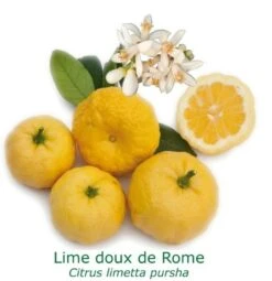 Lime Douce De Rome Bio Tailles:pot De 3 Litres, Hauteur 30/40 Cm