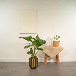 Alocasia Portodora - H80cm, ø21cm - Grande Plante D'intérieur -Einhell Boutique 20b277fc8501279a