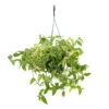 Tradescantia : Suspension Diamètre 18 Cm - Variétés Variables